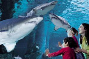 acquario-di-cattolica